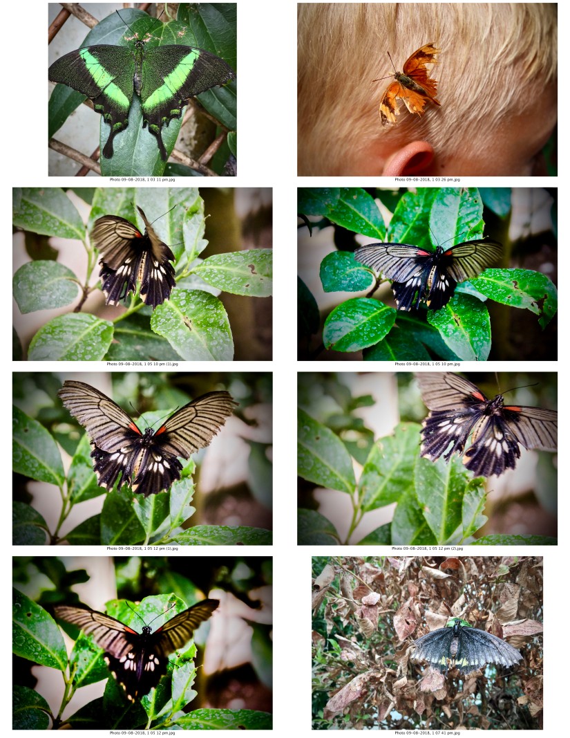 contactsheet-001-recovered.pdf butterflys part 5