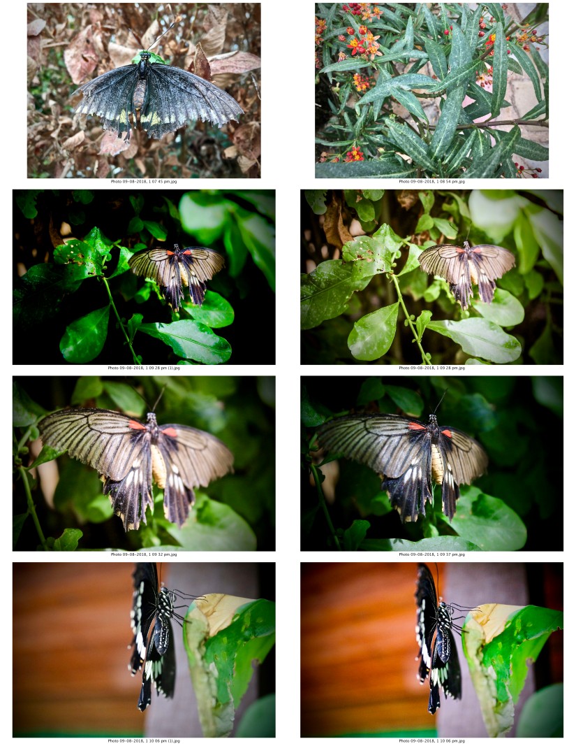 contactsheet-002-recovered.pdf butterflys part 5