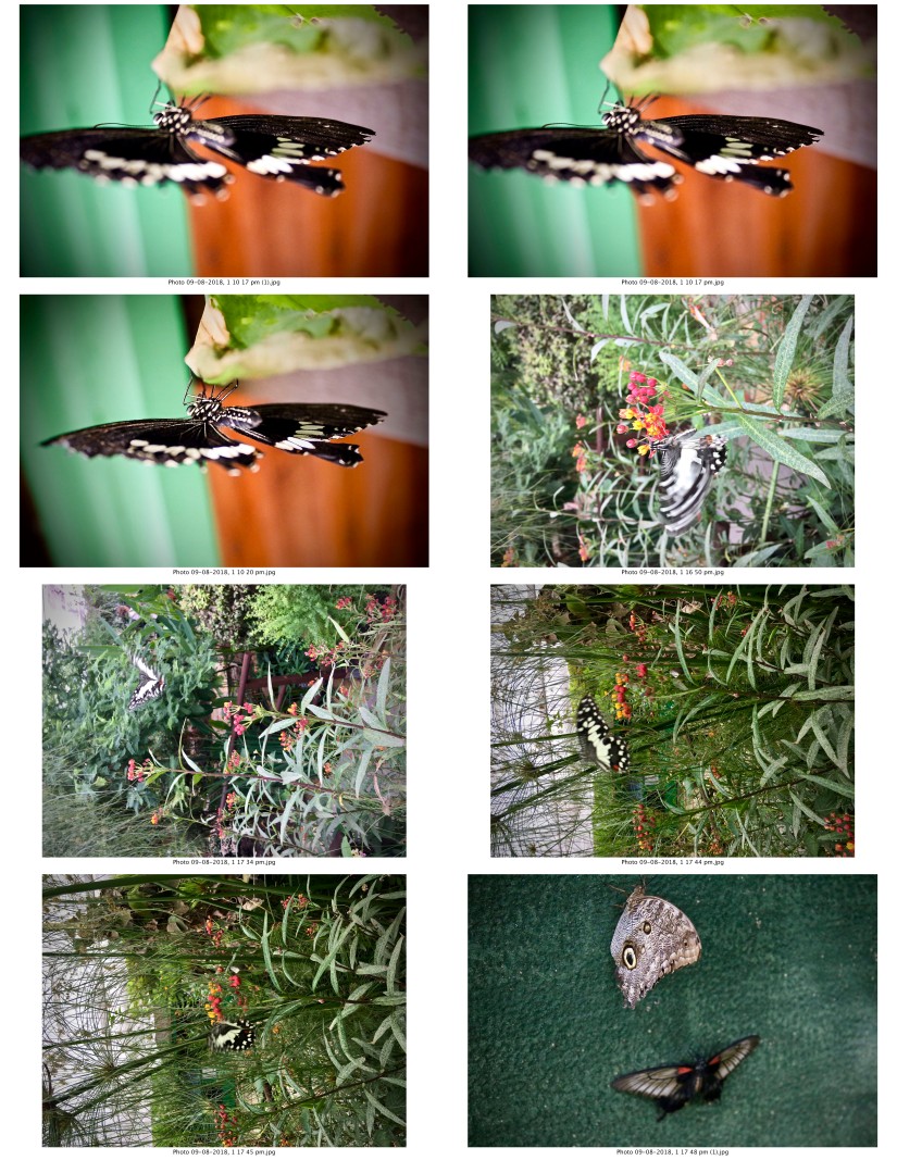 contactsheet-003-recovered.pdf butterflys part 5