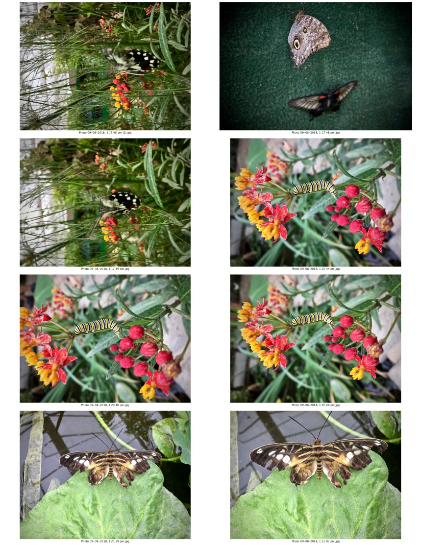 contactsheet-004-recovered.pdf butterflys part 5