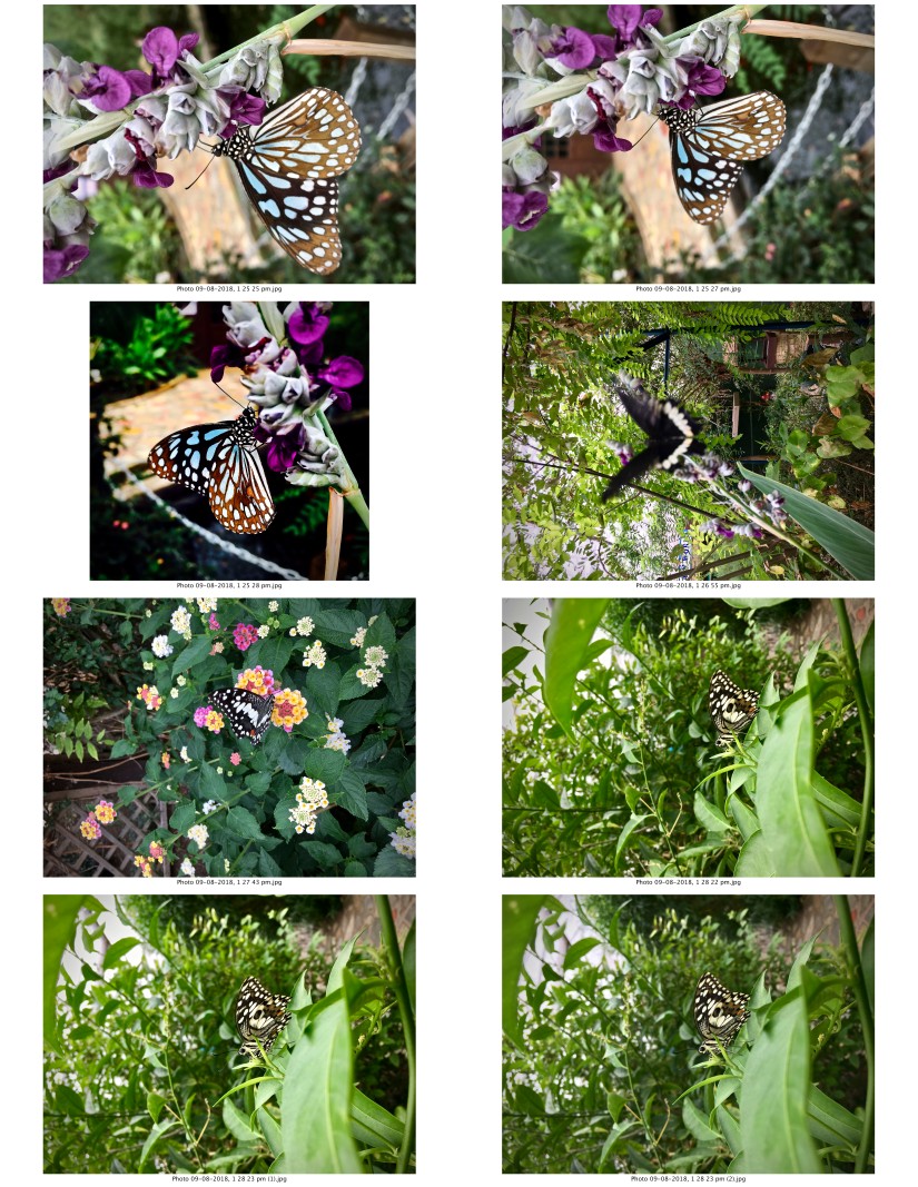 contactsheet-006-recovered.pdf butterflys part 5