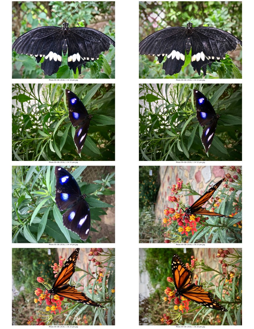 contactsheet-010-recovered.pdf butterflys part 5