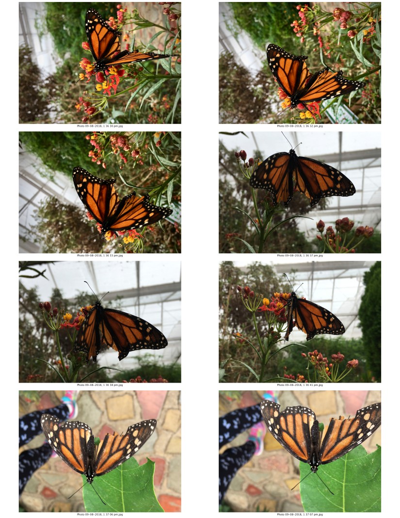contactsheet-011-recovered.pdf butterflys part 5
