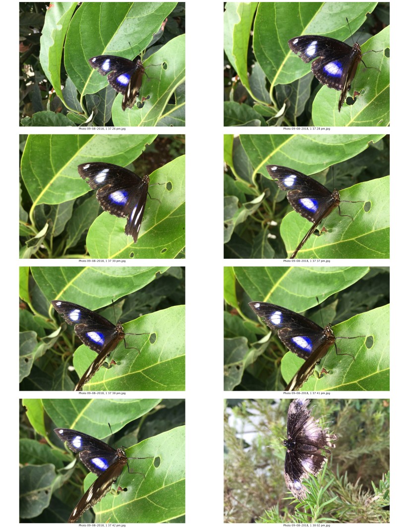 contactsheet-012-recovered.pdf butterflys part 5