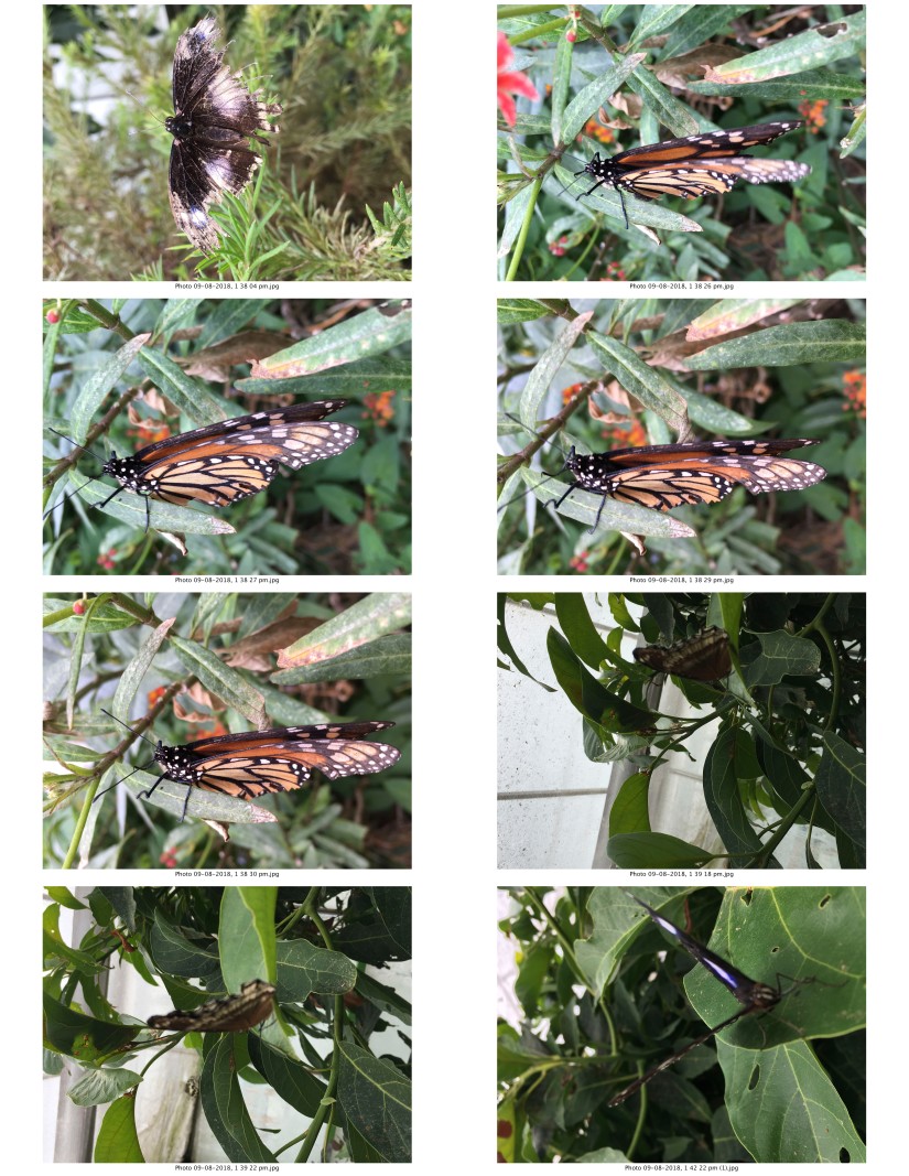 contactsheet-013-recovered.pdf butterflys part 5
