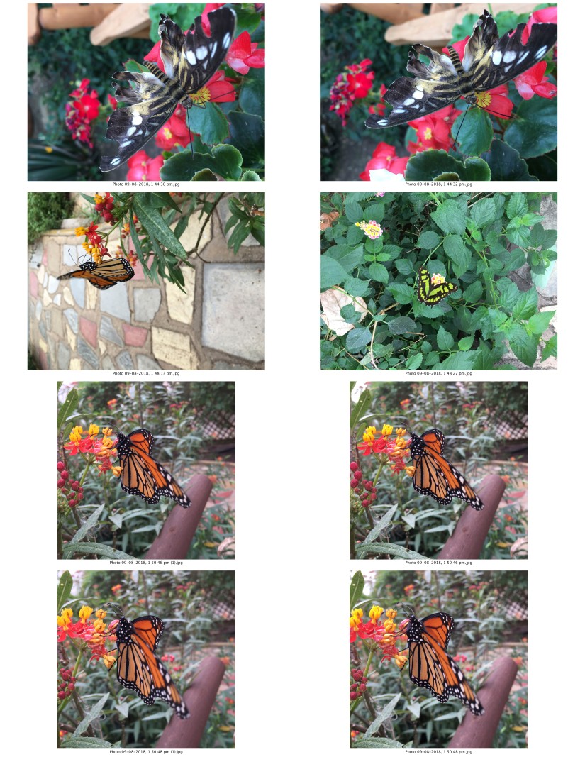 contactsheet-015-recovered.pdf butterflys part5 copy