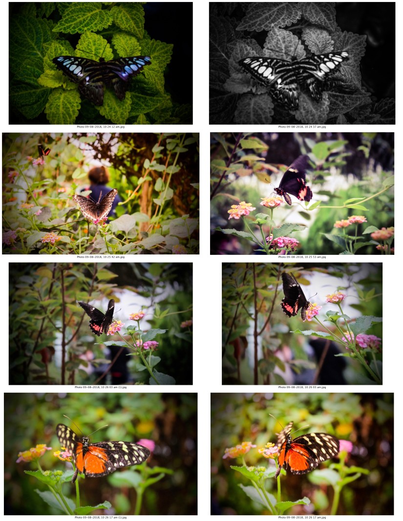 contactsheet-016-recovered.pdf butterflys part 5