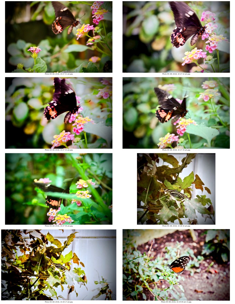 contactsheet-017-recovered.pdf butterflys part 5