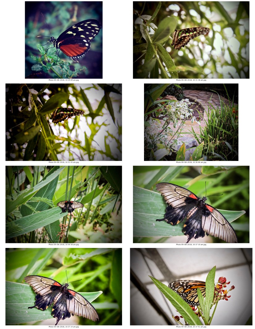 contactsheet-018-recovered.pdf butterflys part 5