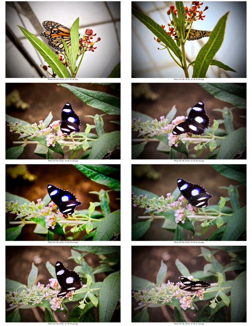 contactsheet-019-recovered.pdf butterflys part 5