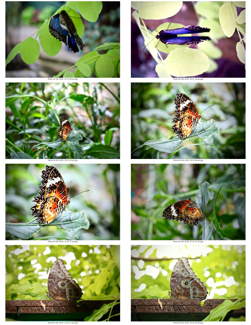 contactsheet-022-recovered.pdf butterflys part 5