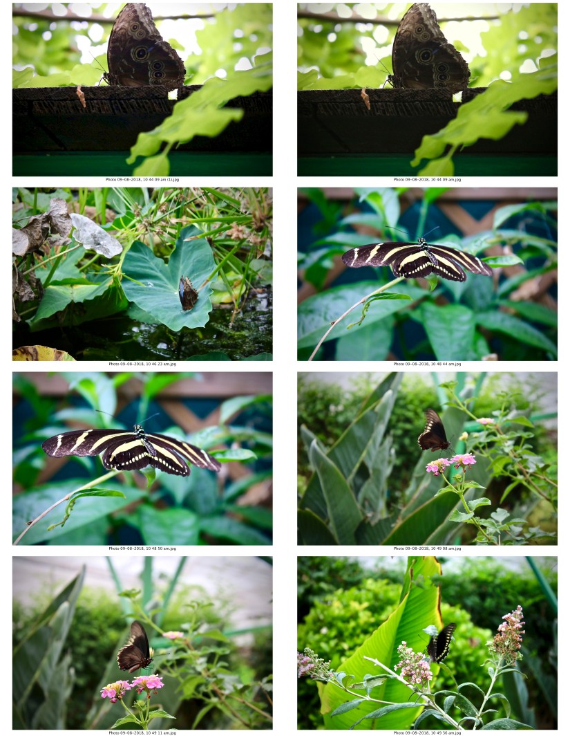 contactsheet-023-recovered.pdf butterflys part 5