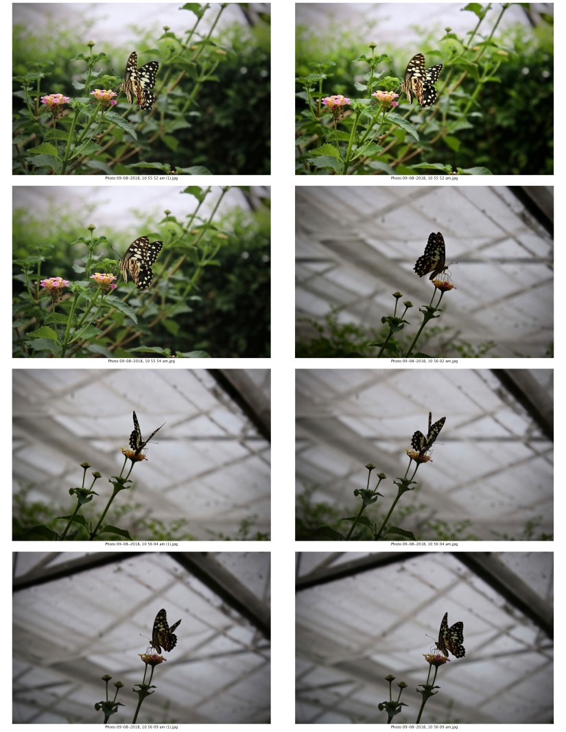 contactsheet-027-recovered.pdf butterflys part 5