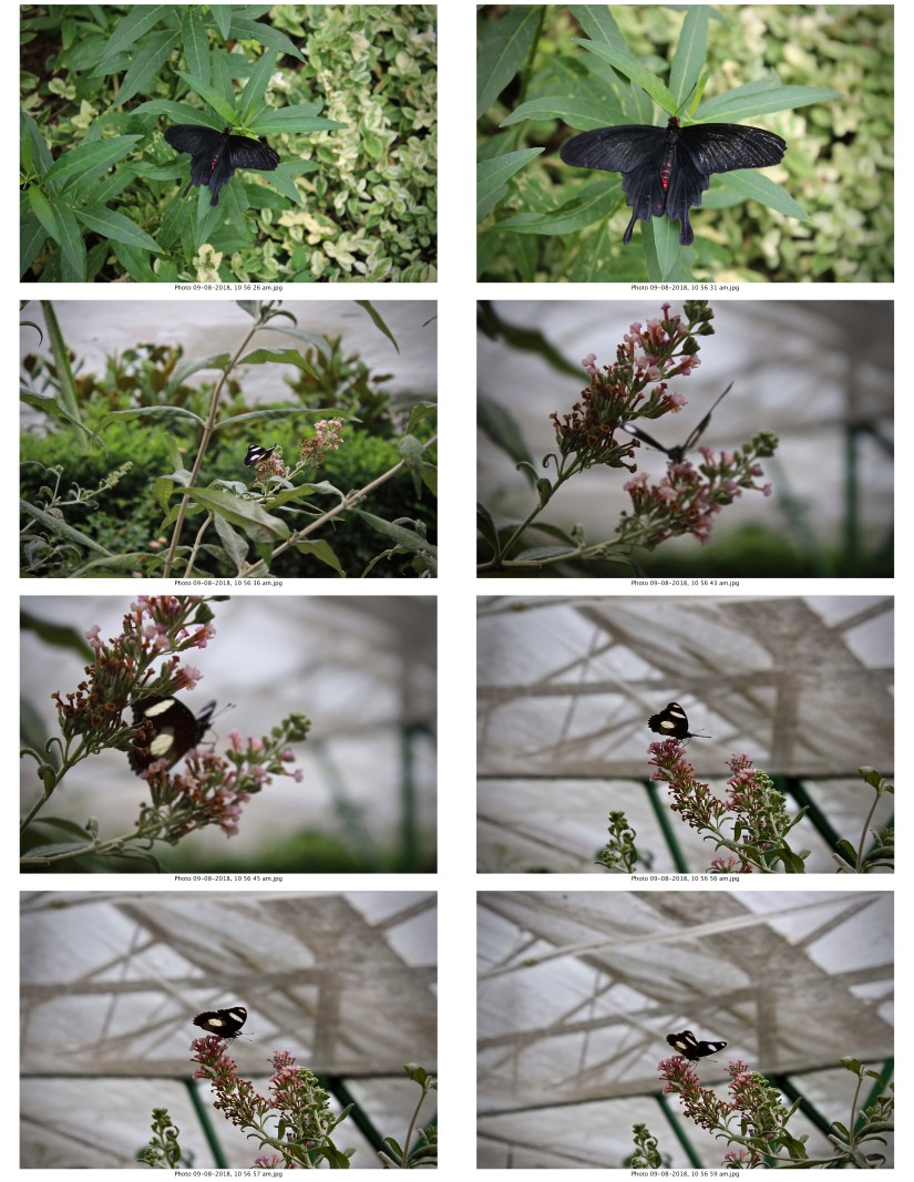 contactsheet-028-recovered.pdf butterflys part 5