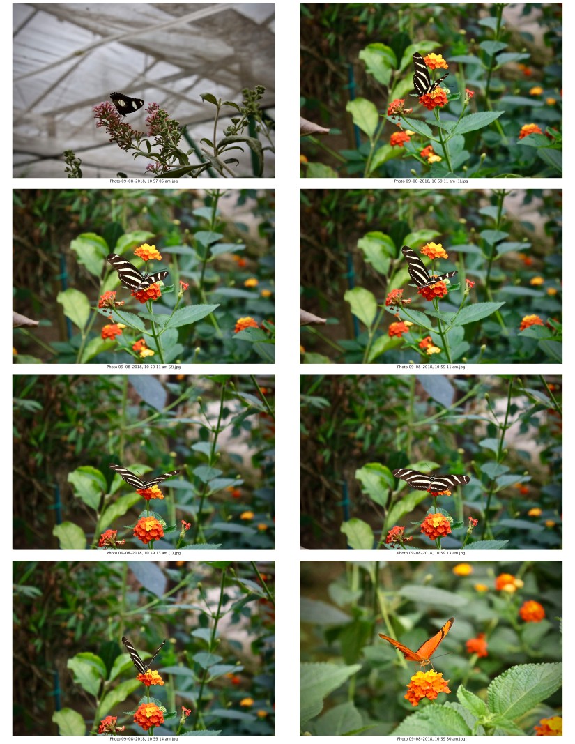 contactsheet-029-recovered.pdf butterflys part 5
