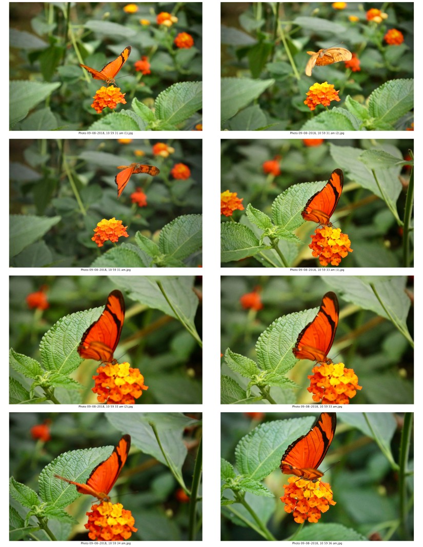 contactsheet-030-recovered.pdf butterflys part 5