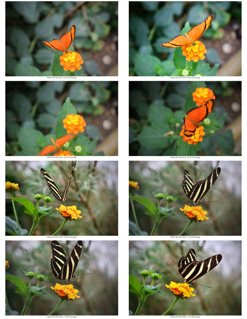 contactsheet-031-recovered.pdf butterflys part 5