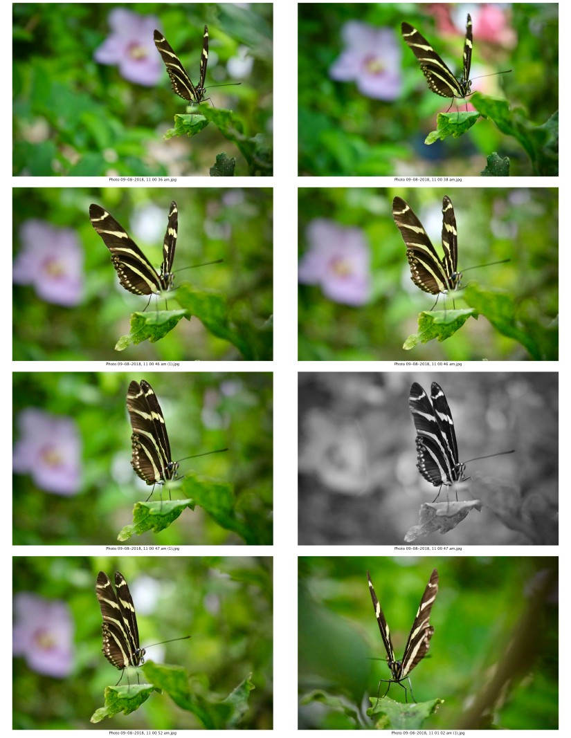 contactsheet-032-recovered.pdf butterflys part 5