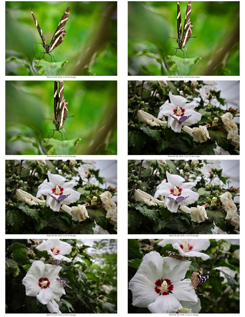 contactsheet-033-recovered.pdf butterflys part 5