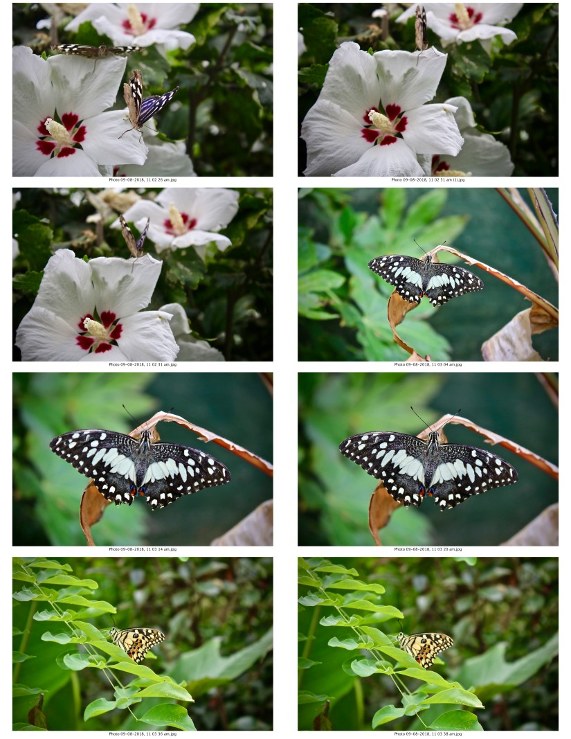 contactsheet-034-recovered.pdf butterflys part 5