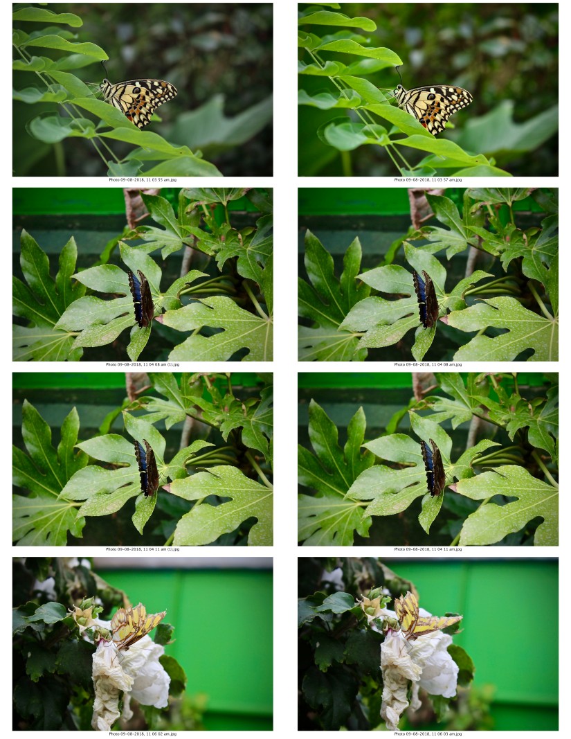 contactsheet-035-recovered.pdf butterflys part 5