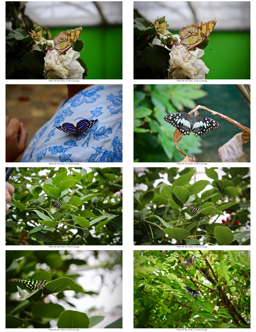 contactsheet-036-recovered.pdf butterflys part 5
