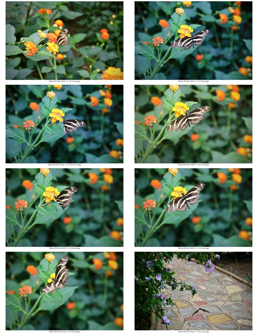 contactsheet-038-recovered.pdf butterflys part 5