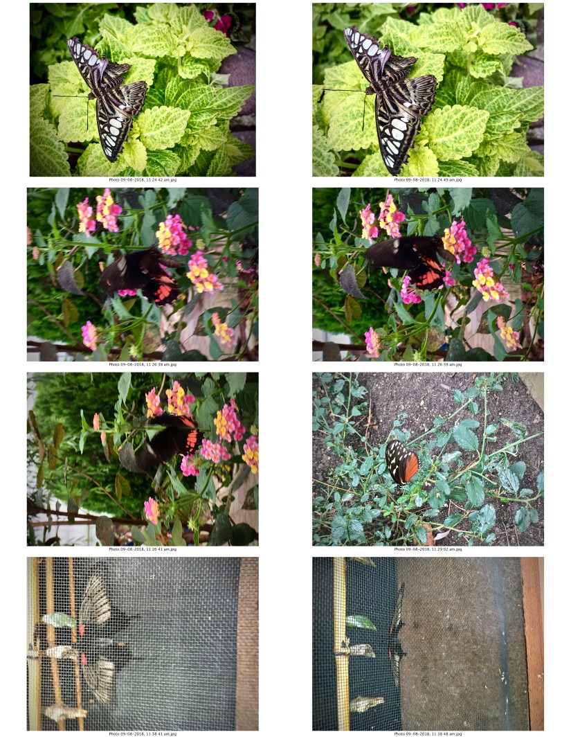 contactsheet-040-recovered.pdf butterflys part 5