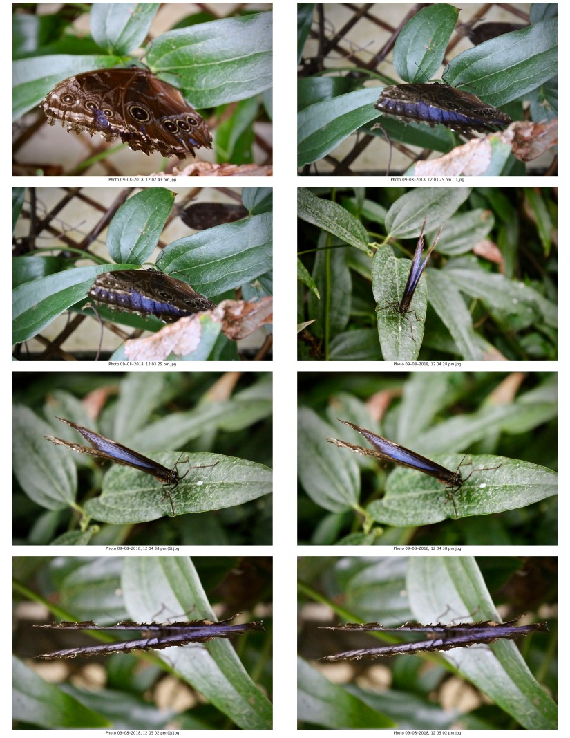 contactsheet-044-recovered.pdf butterflys part 5