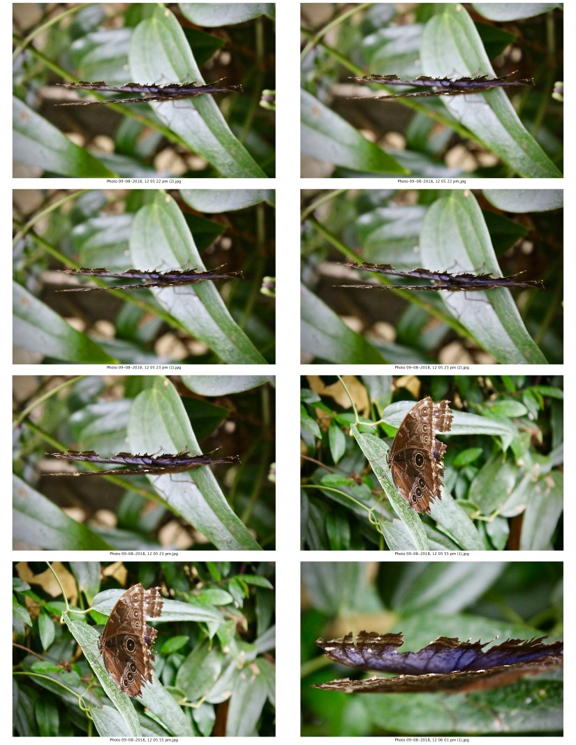 contactsheet-046-recovered.pdf butterflys part 5