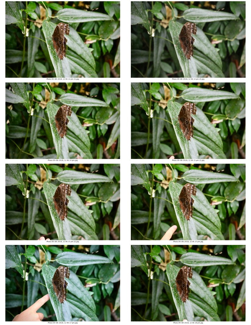 contactsheet-048-recovered.pdf butterflys part 5