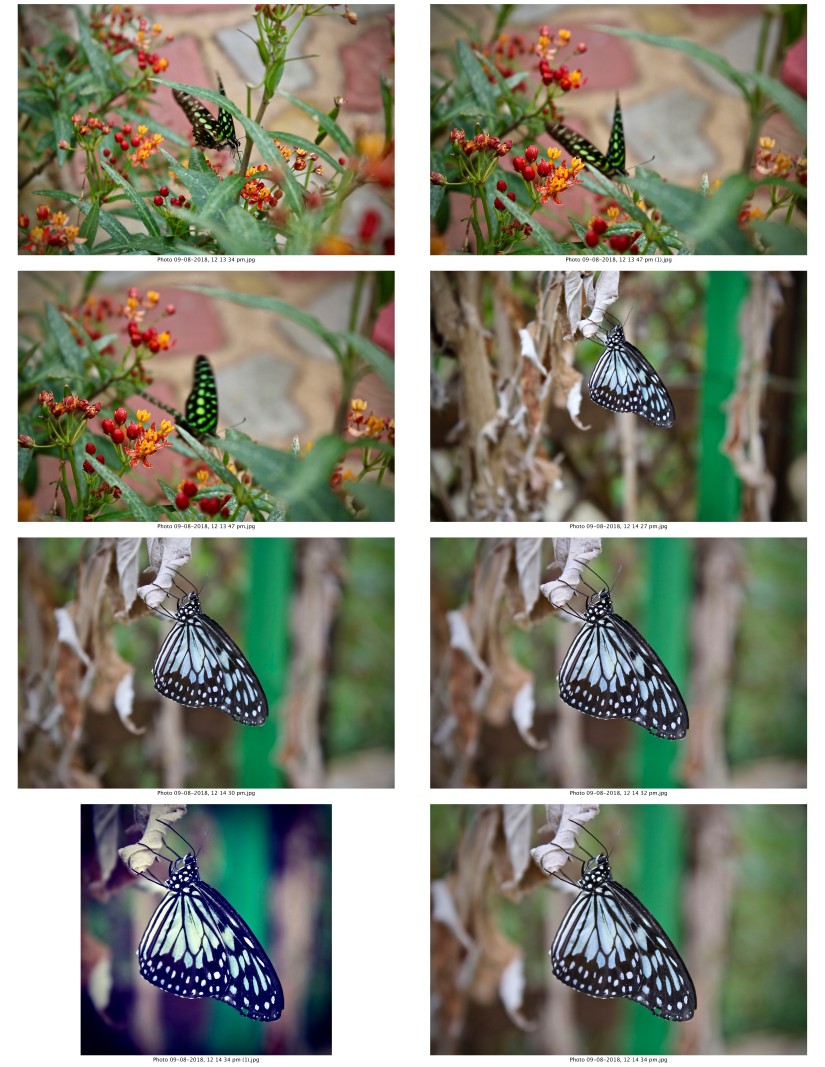 contactsheet-051-recovered.pdf butterflys part 5