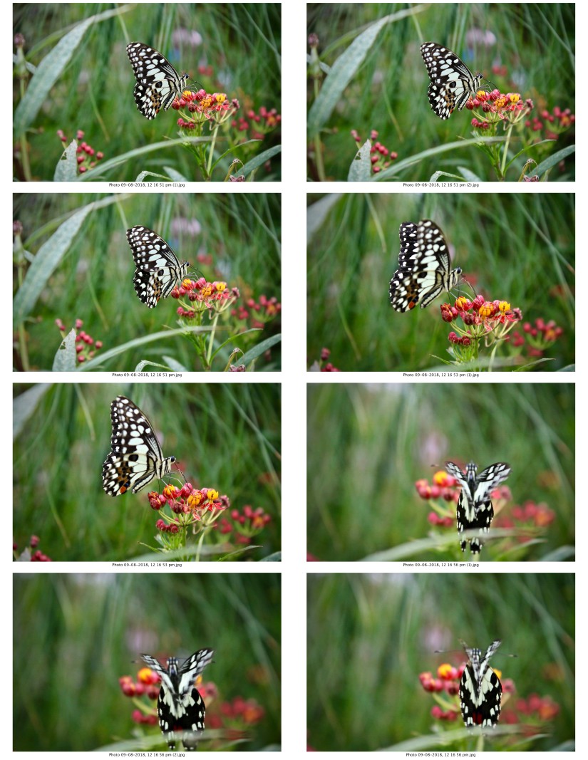 contactsheet-053-recovered.pdf butterflys part 5