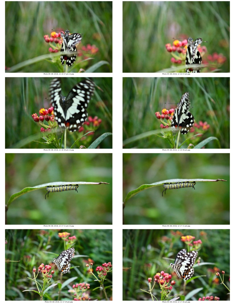 contactsheet-054-recovered.pdf butterflys part 5