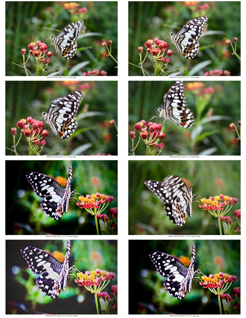 contactsheet-055.pdf butterflys part 5