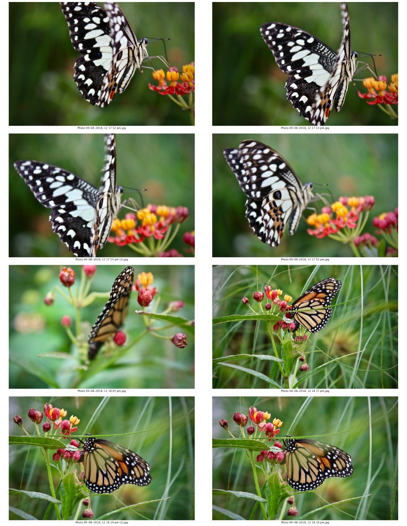 contactsheet-056.pdf butterflys part 5