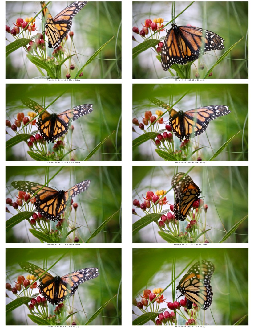 contactsheet-057.pdf butterflys part 5