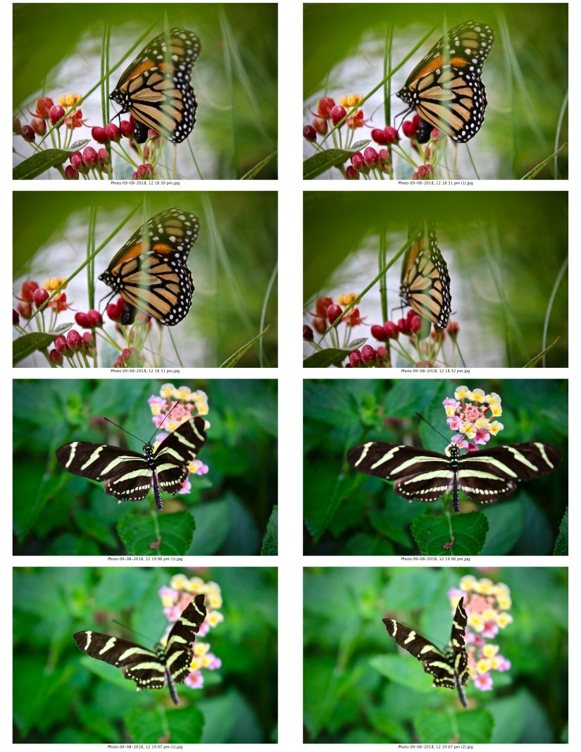 contactsheet-058.pdf butterflys part 5