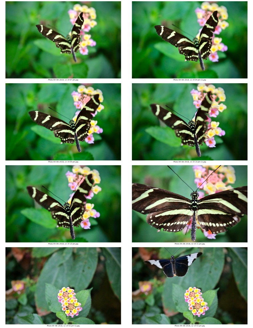 contactsheet-059.pdf butterflys part 5