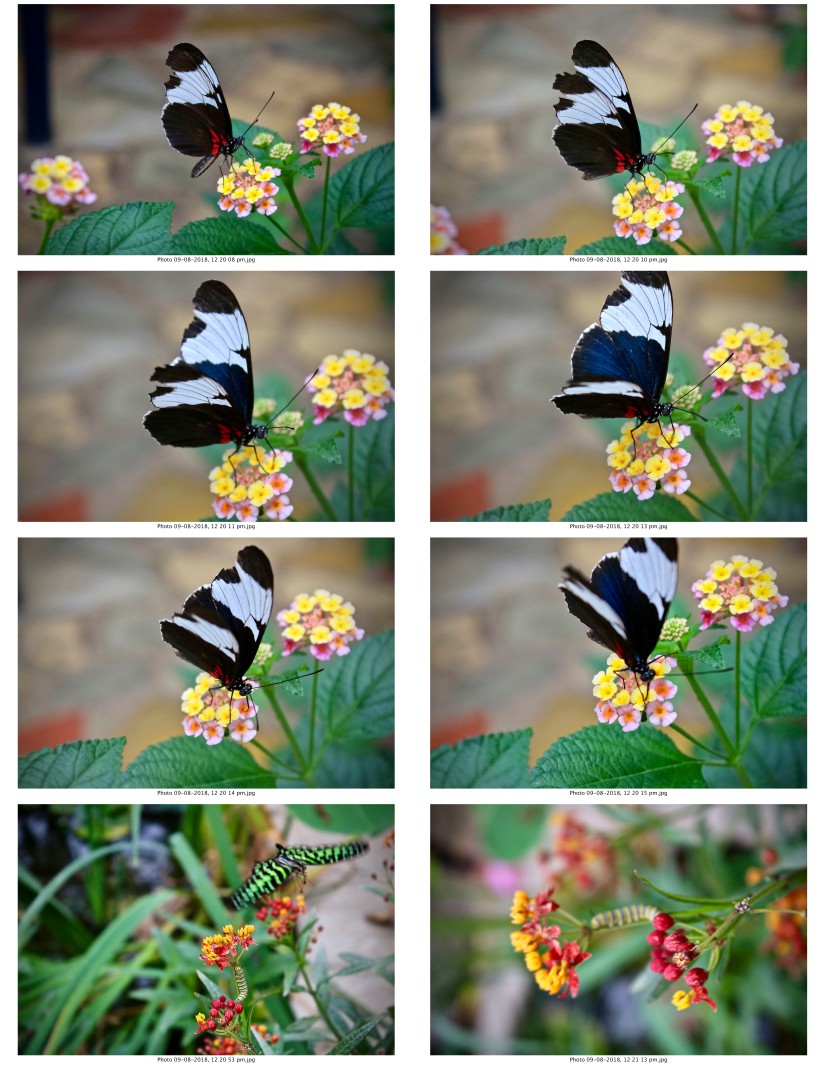 contactsheet-061.pdf butterflys part 5