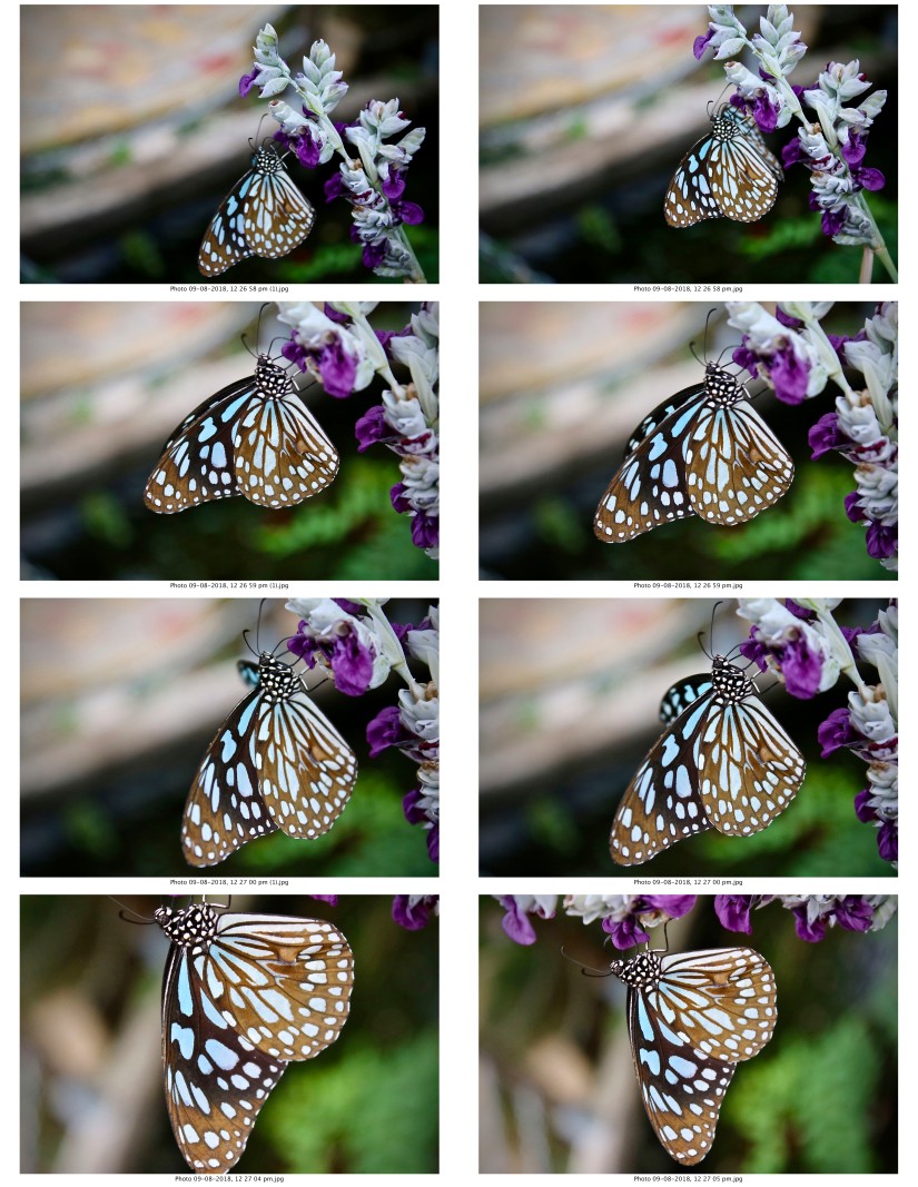contactsheet-062.pdf butterflys part 5
