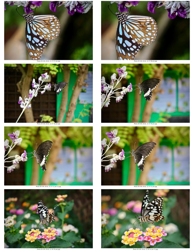 contactsheet-063.pdf butterflys part 5