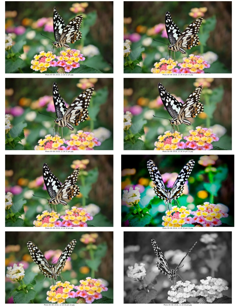 contactsheet-064.pdf butterflys part 5