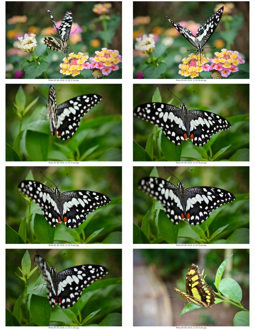 contactsheet-065.pdf butterflys part 5