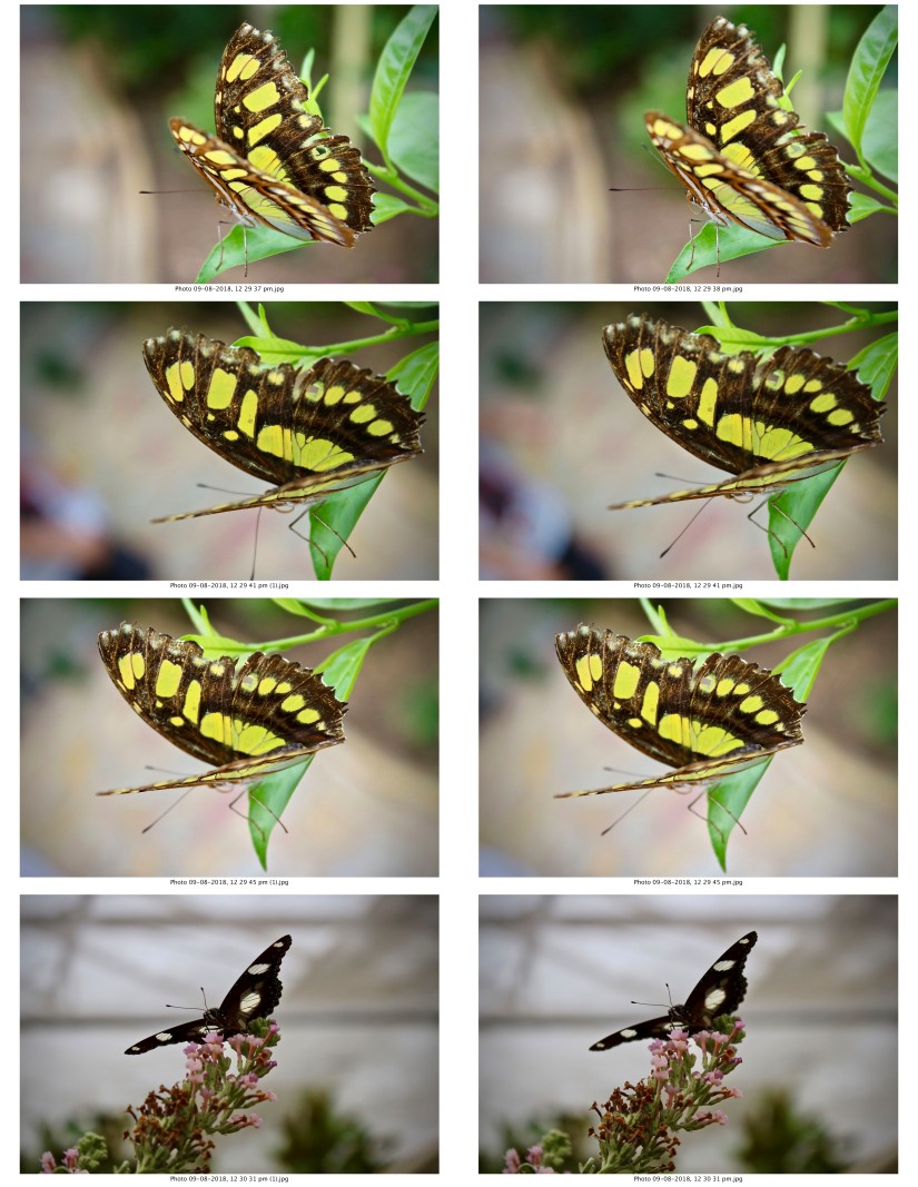 contactsheet-066.pdf butterflys part 5