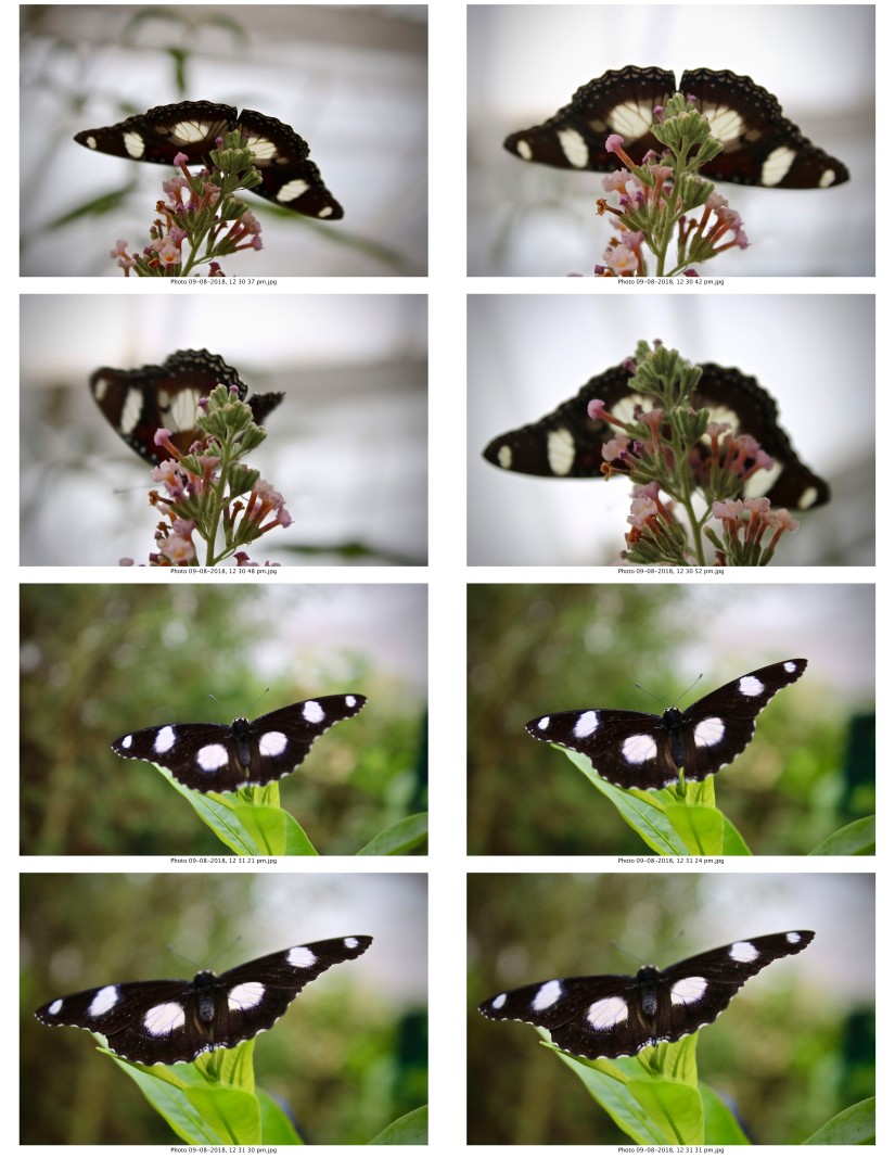 contactsheet-067.pdf butterflys part 5