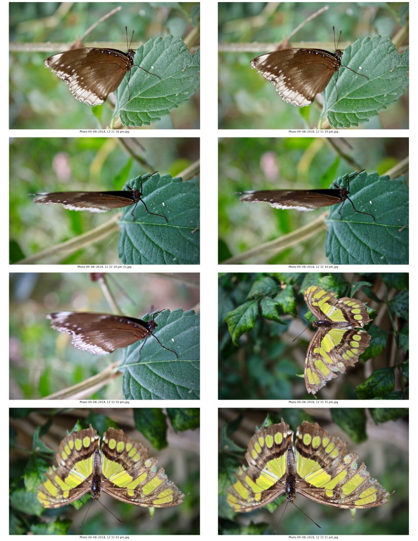 contactsheet-068.pdf butterflys part 5
