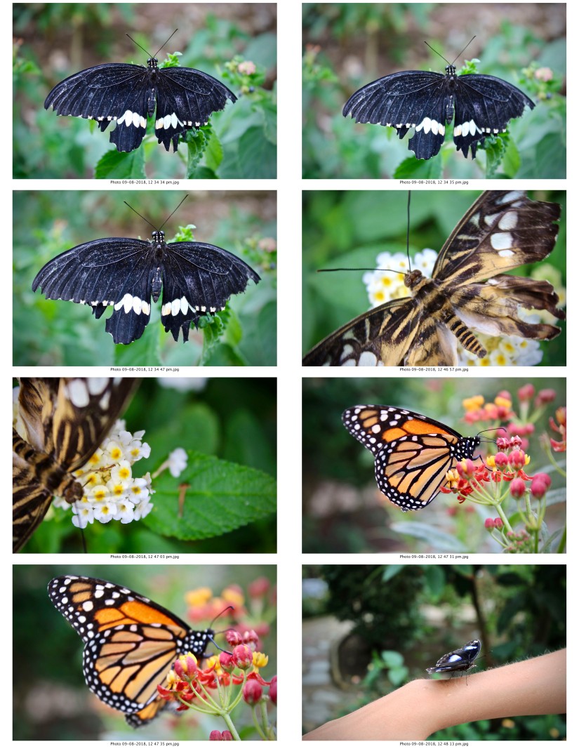 contactsheet-069.pdf butterflys part 5